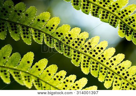 Green Pattern Ferns (polypodiophyta) Fern Used Against Parasites And Perhaps Also On The Warts.