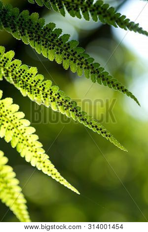 Green Pattern Ferns (polypodiophyta) Fern Used Against Parasites And Perhaps Also On The Warts.