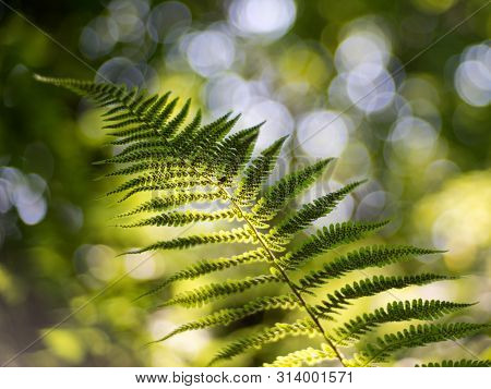 Green Pattern Ferns (polypodiophyta) Fern Used Against Parasites And Perhaps Also On The Warts.