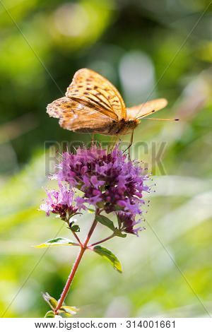 Silver-washed Fritillary (argynnis Paphia) Is A Butterfly In The Family Of Eurasia.