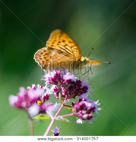 Silver-washed Fritillary (argynnis Paphia) Is A Butterfly In The Family Of Eurasia.