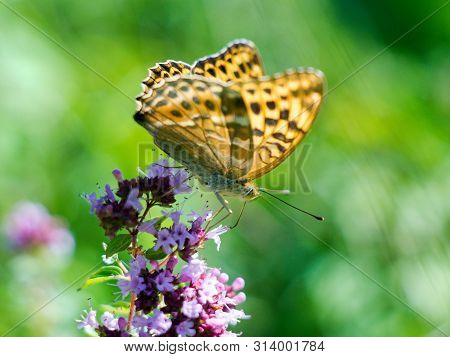 Silver-washed Fritillary (argynnis Paphia) Is A Butterfly In The Family Of Eurasia.