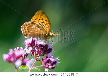 Silver-washed Fritillary (argynnis Paphia) Is A Butterfly In The Family Of Eurasia.