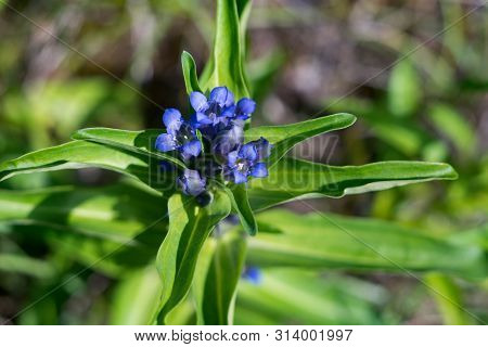Willow Gentian (gentiana Asclepiadea) Is A Medium-tall, Blue-flowering Mountain Herb