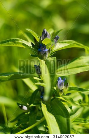 Willow Gentian (gentiana Asclepiadea) Is A Medium-tall, Blue-flowering Mountain Herb