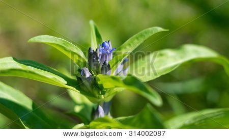 Willow Gentian (gentiana Asclepiadea) Is A Medium-tall, Blue-flowering Mountain Herb