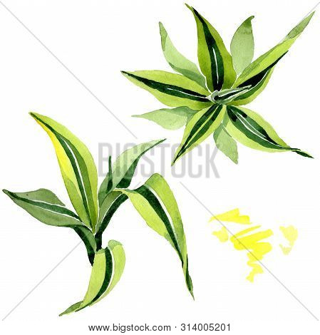 Dracena Green Leaves. Leaf Plant Floral Foliage. Watercolor Background Set. Isolated Dracena Illustr