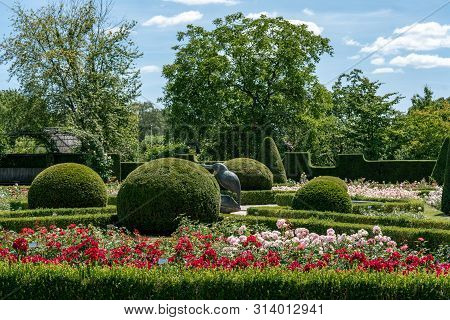 Colourful Formal Rose Garden In Full Bloom With Trimmed Bushes And Hedges