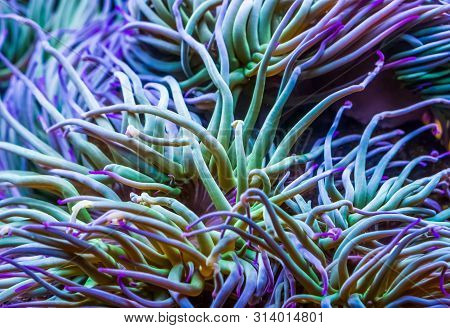 Macro Closeup Of The Tentacles Of A Mediterranean Snakelocks Sea Anemone, Common Tropical Invertebra