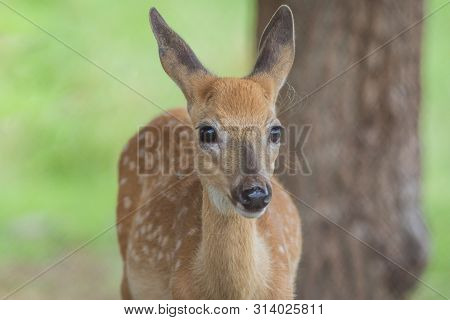 Young Deer, Cervidae, Standing On A Sunny Summer Afternoon