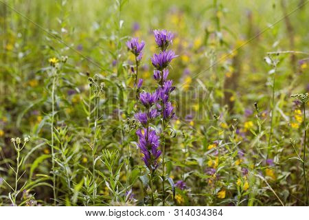 Natural Field Background. Campanula Glomerata, Bluebell, Campanula In The Field. Beautiful Summer Me