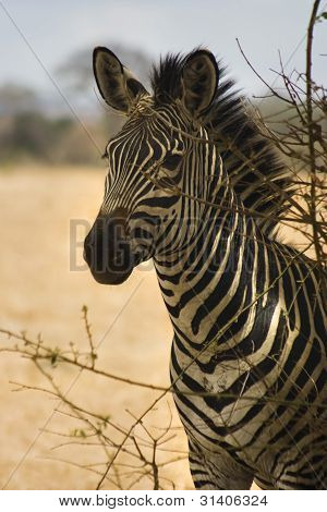 Zebra