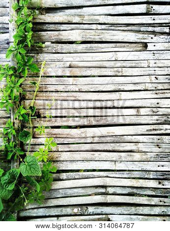 Green Ivy Wiggle On Old Dark Bamboo Wooden Of Rustic House Floor Have Copy Space For Background