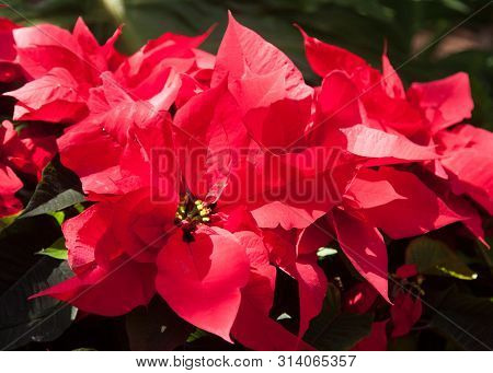 Pointsettia On Display For The Christmas Season