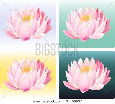 Lotus