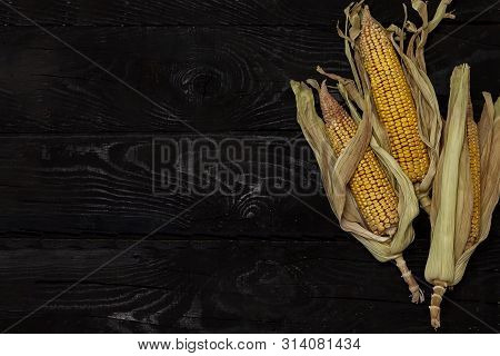 Partially Shucked Sweet Corn With Cob On Black Wood Background. Freshly Picked Raw Corns On Cobs. Ra