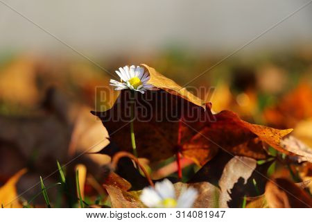 Small Touh Of Autumn. Bellis Perennis Slowly Pushing Through The Leaf To Light. White Daisy Covered 