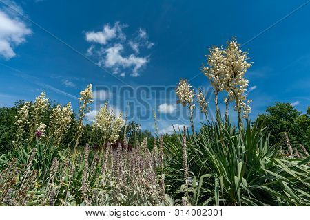 Yucca Filamentosa In Full Bloom In A Colourful Summer Flower Bed With Sage (salvia)