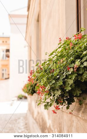 Beautiful Red Hybrid Ivy-leaf Geranium Flowers Pelargonium Peltatum. Pelargonium Peltatum Flowerpots