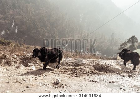 Yak Standing On Mountain Road Near A Small Village On Way To Tsomgo (changu) Lake On Top Of Himalaya