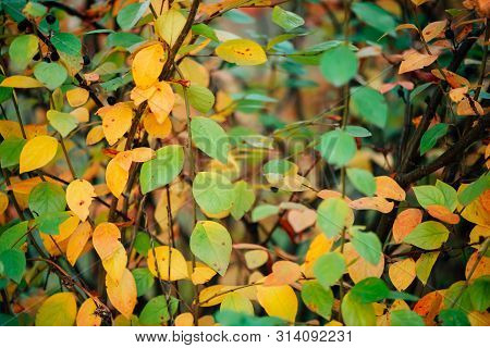 Autumn Background Of Cotoneaster Foliage. Bearberry Shrub With Fall Leaves Close-up. Fall Texture Fr