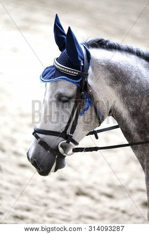 Portrait Head Shot Close Up Of A Beautiful Purebred Dressage Horse During Event Indoors