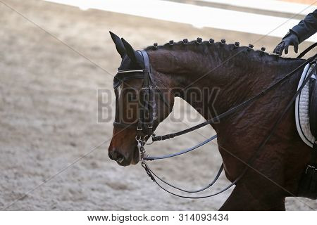 Portrait Head Shot Close Up Of A Beautiful Purebred Dressage Horse During Event Indoors