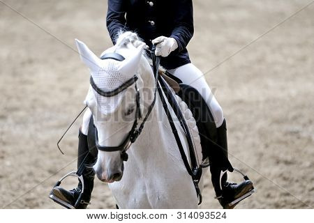 Portrait Head Shot Close Up Of A Beautiful Purebred Dressage Horse During Event Indoors