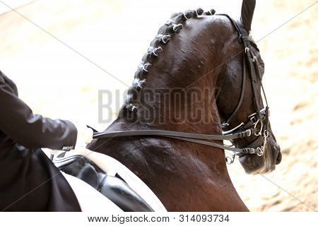 Portrait Head Shot Close Up Of A Beautiful Purebred Dressage Horse During Event Indoors