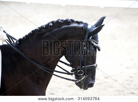 Portrait Head Shot Close Up Of A Beautiful Purebred Dressage Horse During Event Indoors