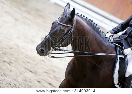 Portrait Head Shot Close Up Of A Beautiful Purebred Dressage Horse During Event Indoors