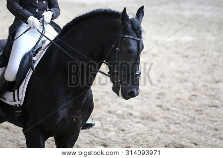 Portrait Head Shot Close Up Of A Beautiful Purebred Dressage Horse During Event Indoors
