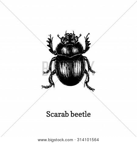 Illustration Of Scarab Beetle. Drawn Insect In Engraving Style. Sketch In Vector