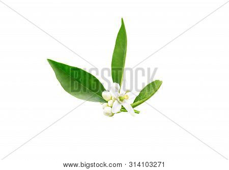 Neroli Flowers And Buds And Green Foliage After Spring Rain Isolated On White. Orange Tree Blossom. 