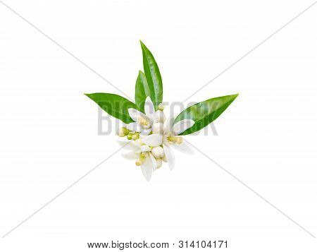 Orange Tree White Fragrant Flowers, Buds And Leaves Isolated On White. Neroli Blossom.