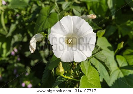 White Flower Of Ipomoea, Also Known As Morning Glory On A Blurred Background Of Stems And Foliages C