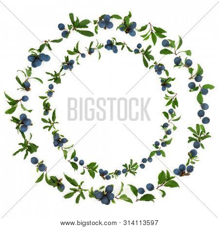 Abstract sloe berry wreath on white background also known as blackthorn. Pruna spinosa.