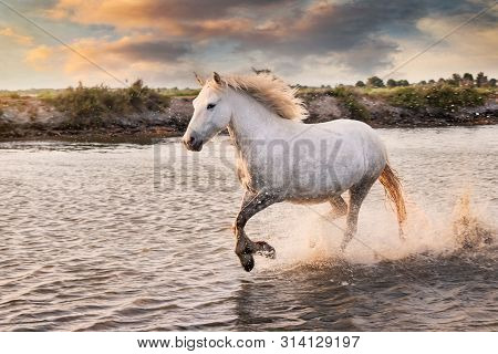 White Horses Are Runing In The Water  All Over The Sea In Camargue, France.