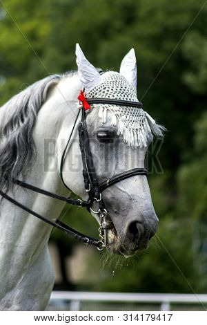 Pyatigorsk,russia - July 28,2019:portrait Of A Beautiful Grey Oryol Trotter Horse,caucasus In Hippod