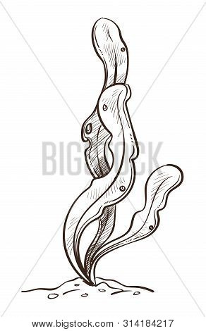 Seaweed Underwater Plant Leaves Or Bush In Sand Isolated Sketch