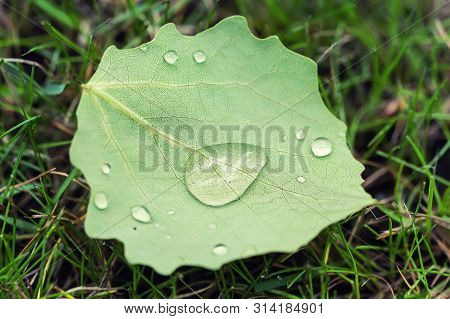 Close-up Fallen Leave With Big Water Drops Of Dew Or After Rain On Green Grass Lawm. First Fallen Le