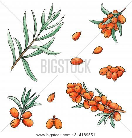 Hand Drawn Watercolor Illustration Set Of Sea Buckthorn Isolated Elements On White Background. 
Isol