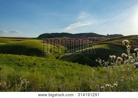 Landscape With Red Blossom Of Honey Flowers Sulla On Pastures And  Green Wheat Fields On Hills Of Si