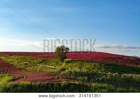 Landscape With Red Blossom Of Honey Flowers Sulla On Pastures And  Green Wheat Fields On Hills Of Si