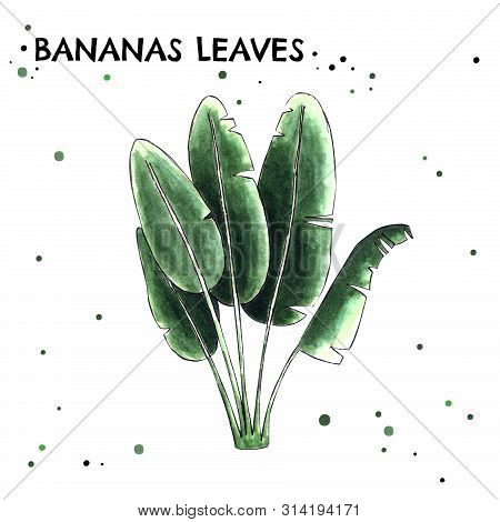 Banan Leaves On White Background. Hand Draw Illustration