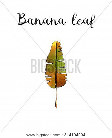 Banan Leaf On White Background. Hand Draw Illustration