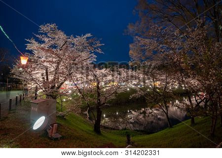 Nagano, Japan - April 19, 2019 : Night View Of  Full Bloom Cherry Blossoms At Ueda Castle In Nagano 