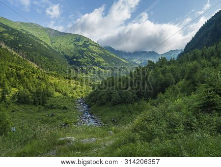 Beautiful Mountain Landscape With Stream Smrecianka Creek Grass, Spruce Trees, Dwarf Scrub Pine And 