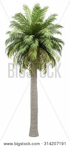 Chilean Wine Palm Tree Isolated On White Background. 3d Illustration