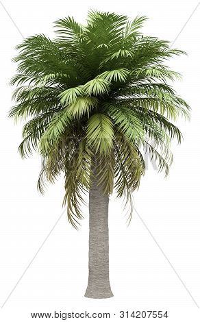 Chilean Wine Palm Tree Isolated On White Background. 3d Illustration